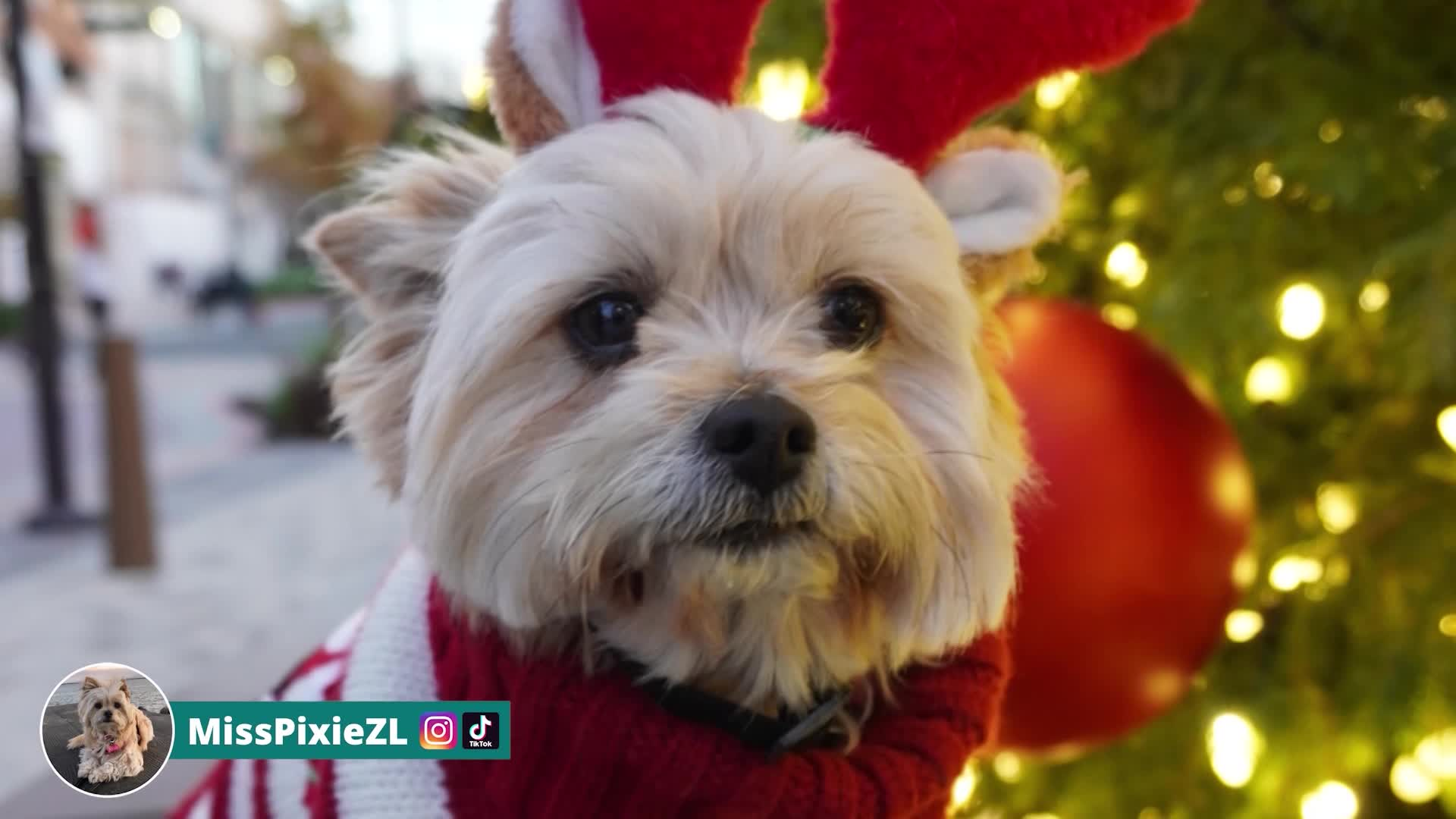 Thumbnail image for Sidewalks Entertainment Holiday Special