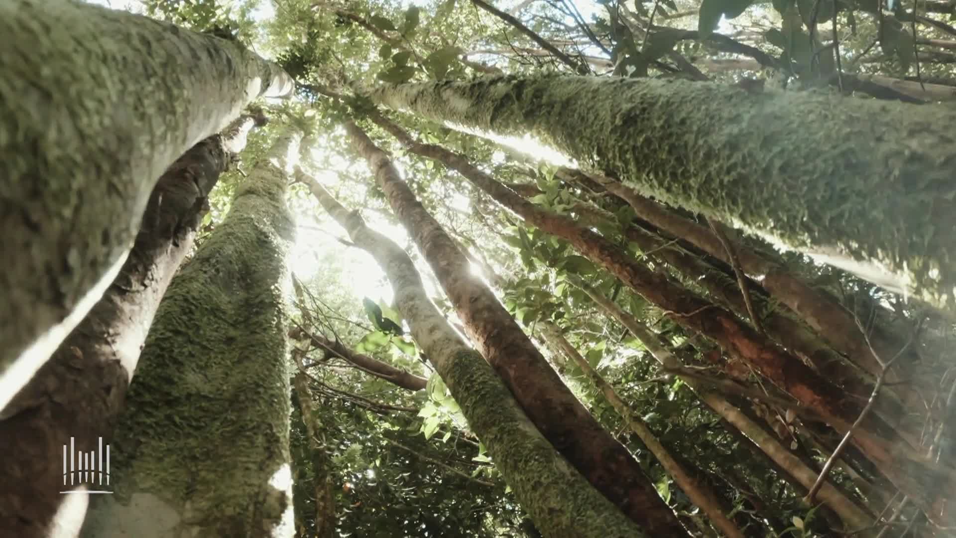 Musica & Palabras De Inspiracion